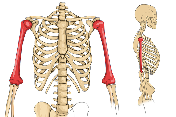A human skeleton showing the humerus is in the are connecting to the shoulder and the elbow
